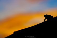 Bufo spinosus, Crapaud common, Crapaud épineux, Sapo, Common toad, Matthieu Berroneau, night, dark, shadow