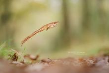 Grenouille agile, agile frog, Rana dalmatina, Matthieu Berroneau, France, saut, jump