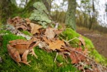 Grenouille agile, agile frog, Rana dalmatina, Matthieu Berroneau, France, habitat, forest, wood, forêt, bois