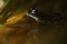 Pelodytes punctatus, Pélodyte ponctué, Matthieu Berroneau, France, Parsley frog, Sapillo moteado común,