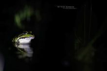 Edible hybrid frog, Pelophylax kl. esculentus, Pelophylax, grenouille verte, Grenouille comestible, Common green frog, Matthieu Berroneau,