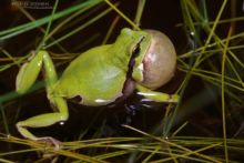 Hyla molleri, Rainette ibérique, Iberian tree frog, Ranita de San Antón, Matthieu Berroneau, France, sac vocal, sing, song, chant, reproduction