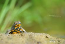 Bombina variegata, sonneur à ventre jaune, Yellow-bellied Toad, France, Matthieu Berroneau