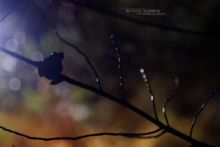 Hyla molleri, Rainette ibérique, Iberian tree frog, Ranita de San Antón, Matthieu Berroneau, France, jump, saut, night, nuit