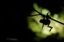 Hyla molleri, Rainette ibérique, Iberian tree frog, Ranita de San Antón, Matthieu Berroneau, France, jump, saut, night, nuit