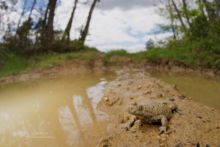 Bombina variegata, sonneur à ventre jaune, Yellow-bellied Toad, France, Matthieu Berroneau, ornière, habitat