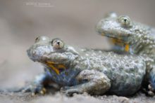 Bombina variegata, sonneur à ventre jaune, Yellow-bellied Toad, France, Matthieu Berroneau, amplexus, reproduction