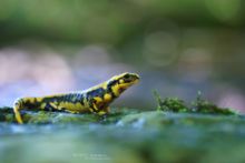 Salamandra salamandra fastuosa, Fire Salamander, Salamandre tachetée, Matthieu Berroneau, bokeh