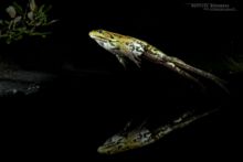 Edible hybrid frog, Pelophylax kl. esculentus, Pelophylax, grenouille verte, Grenouille comestible, Common green frog, Matthieu Berroneau, saut, jump,