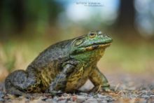 Lithobates catesbeianus, Grenouille taureau, Bullfrog, Ouaouaron, Matthieu Berroneau, France, Invasive species, espèce exotique