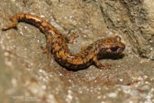 Cave Salamander, Speleomantes strinatii, Spélerpès de Strinati, Matthieu Berroneau, France