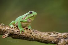 Hyla arborea, Rainette verte, Rainette arboricole, Common tree frog, Ranita de San Antón, Matthieu Berroneau, France