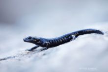 Salamandra lanzai, Suisse, Lanza's Alpine Salamander, Salamandra lanzai, Switzerland