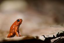 Oophaga pumilio, Strawberry Poison Frog, dendrobate fraise, Costa Rica