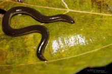 Ichthyophis, Malaisie, Malaysia, Matthieu Berroneau