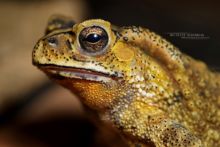 Duttaphrynus melanosticus, Malaisie, Malaysia, Asian Toad, Matthieu Berroneau