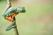 Cruziohyla calcarifer, Splendid leaf frog, Rana espléndida, Costa Rica, Matthieu Berroneau