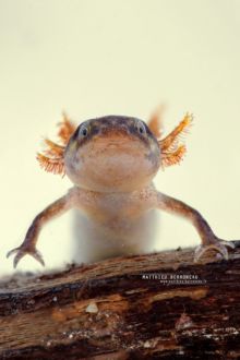 Palmate Newt, Lissotriton helveticus, forme pédomorphique, Triton palmé, pedomorphic, neotenic, néoténique, France, branchie, larve