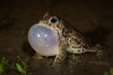 Epidalea calamita, Natterjack toad, toad, Crapaud calamite, Matthieu Berroneau, France, reproduction, chant, sac vocal, poche, song, sing