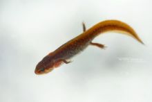 Palmate Newt, Lissotriton helveticus, forme pédomorphique, Triton palmé, pedomorphic, neotenic, néoténique, France, branchie, larve