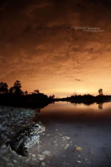 Epidalea calamita, Natterjack toad, toad, Crapaud calamite, Matthieu Berroneau, France, habitat, night, nuit, sky