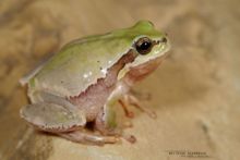 Hyla savignyi, Lemon-yellow Tree Frog, Iran, Matthieu Berroneau