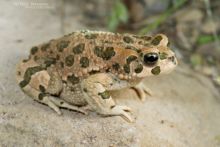 Bufotes variabilis, Iran, Variable Toad, Matthieu Berroneau