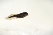 Bufo spinosus, Crapaud common, Crapaud épineux, Sapo, Common toad, Matthieu Berroneau, tadpole, têtard, fond blanc, white background, underwater