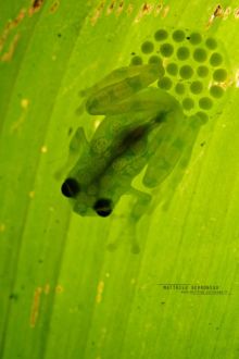 Hyalinobatrachium valerioi, Reticulated glass frog, Rana de Vidrio Reticulada, grenouille de verre, rainette, glass frog, Matthieu Berroneau, Costa Rica