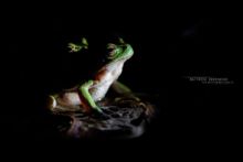 Hyla molleri, Rainette ibérique, Iberian tree frog, Ranita de San Antón, Matthieu Berroneau, France, amplexus, reproduction