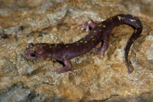 Paradactylodon persicus, Gorgan Cave Salamander, Iran, Matthieu Berroneau