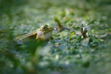 Edible hybrid frog, Pelophylax kl. esculentus, Pelophylax, grenouille verte, Grenouille comestible, Common green frog, Matthieu Berroneau, sac vocaux, chant, song, sing