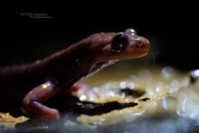 Paradactylodon persicus, Gorgan Cave Salamander, Iran, Matthieu Berroneau