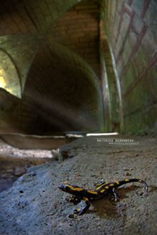 Salamandra salamandra terrestris, Fire Salamander, Salamandre tachetée, Matthieu Berroneau, urban, city, castle, ville, chateau