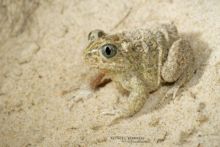 Pelobates cultripes, Western Spadefoot Toad, Pélobate cultripède, France, Matthieu Berroneau, sand, sable, dune, beach, plage