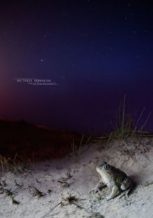 Pelobates cultripes, Western Spadefoot Toad, Pélobate cultripède, France, Matthieu Berroneau, sand, sable, dune, beach, plage, night, nuit