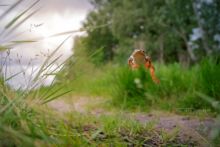 Grenouille agile, agile frog, Rana dalmatina, Matthieu Berroneau, France, saut, jump