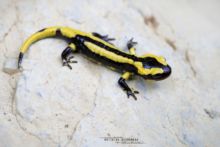 Salamandra salamandra fastuosa, Fire Salamander, Salamandre tachetée, Matthieu Berroneau, juvénile, young