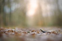 Salamandra salamandra terrestris, Fire Salamander, Salamandre tachetée, Matthieu Berroneau, bokeh, wood, bois, forest, forêt