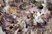 Grenouille agile, agile frog, Rana dalmatina, Matthieu Berroneau, France, mimétisme, mimetism, cryptic, hidden, leaf, dead leaf, feuilles mortes