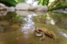 Rana pyrenaica, Pyrenean frog, Grenouille des Pyrénées, France, Matthieu Berroneau