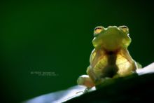 Hyalinobatrachium fleischmanni, Mexique, Mexico, Matthieu Berroneau, grenouille de verre, glass frog, Fleischmann's Glass Frog, Ranita de Cristal Norteña