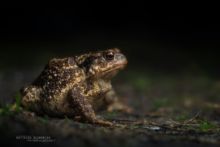 Bufo spinosus, Crapaud common, Crapaud épineux, Sapo, Common toad, Matthieu Berroneau, night, dark