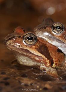 Rana temporaria, Grenouille rousse, Common Frog, Matthieu Berroneau, France, amplexus, reproduction