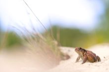 Bufo spinosus, Crapaud common, Crapaud épineux, Sapo, Common toad, Matthieu Berroneau, sand, dune, plage, beach, France