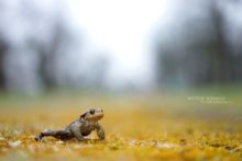 Bufo spinosus, Crapaud common, Crapaud épineux, Sapo, Common toad, Matthieu Berroneau, bokeh, France