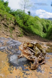 Bufo spinosus, Crapaud common, Crapaud épineux, Sapo, Common toad, Matthieu Berroneau, amplexus, reproduction, pyrénées