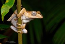 Borneo Eared Frog, Polypedates otilophus, Borneo, Malaysia, Malaisie