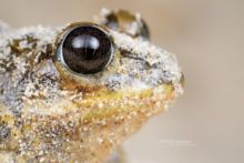 Pelobates cultripes, Western Spadefoot Toad, Pélobate cultripède, France, Matthieu Berroneau, sand, sable, dune, beach, plage, macro, eye, oeil