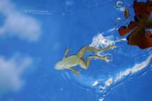 Pelophylax, Pelophylax kl. grafi, grenouille verte, Grenouille de Graf, Graf frog, Matthieu Berroneau, plongeon, saut, jump, dive, underwater